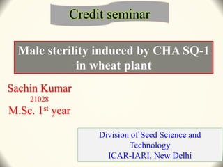 Sachin Kumar
21028
M.Sc. 1st year
Division of Seed Science and
Technology
ICAR-IARI, New Delhi
Male sterility induced by CHA SQ-1
in wheat plant
Credit seminar
 