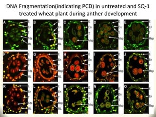 DNA Fragmentation(indicating PCD) in untreated and SQ-1
treated wheat plant during anther development
 