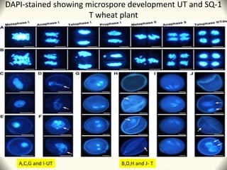 DAPI-stained showing microspore development UT and SQ-1
T wheat plant
A,C,G and I-UT B,D,H and J- T
 