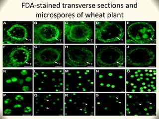 FDA-stained transverse sections and
microspores of wheat plant
 