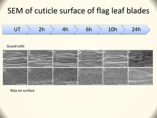 SEM of cuticle surface of flag leaf blades
UT 2h 4h 6h 10h 24h
Wax on surface
Guard cells
 