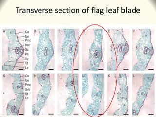 Transverse section of flag leaf blade
 