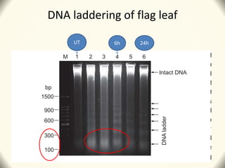 DNA laddering of flag leaf
6hUT 24h
 
