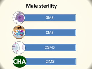 Male sterility
GMS
CMS
CGMS
CIMS
 