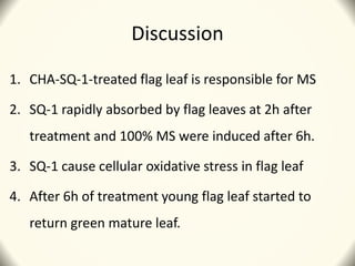 Discussion
1. CHA-SQ-1-treated flag leaf is responsible for MS
2. SQ-1 rapidly absorbed by flag leaves at 2h after
treatment and 100% MS were induced after 6h.
3. SQ-1 cause cellular oxidative stress in flag leaf
4. After 6h of treatment young flag leaf started to
return green mature leaf.
 