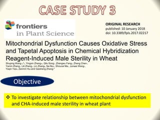 Mitochondrial Dysfunction Causes Oxidative Stress
and Tapetal Apoptosis in Chemical Hybridization
Reagent-Induced Male Sterility in Wheat
Shuping Wang1,2*†, Yingxin Zhang3†, Qilu Song1, Zhengwu Fang2, Zheng Chen1,
Yamin Zhang1, Lili Zhang1, Lin Zhang4, Na Niu1, Shoucai Ma1, Junwei Wang1,
Yaqin Yao5, Zanmin Hu3 and Gaisheng Zhang1*
ORIGINAL RESEARCH
published: 10 January 2018
doi: 10.3389/fpls.2017.02217
Objective
 To investigate relationship between mitochondrial dysfunction
and CHA-induced male sterility in wheat plant
 