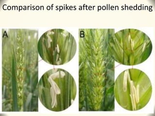 Comparison of spikes after pollen shedding
 