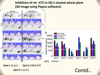 Spot 1, 2-atp1 Spot 3, 5 & 6-COX
Spot 4- Cyst b5
DEPs
Inhibition of mt –ETC in SQ-1 treated wheat plant
(3D image using Piques software)
Contd..
 