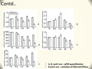 Contd..
A
B
C
D
E
• A, D, and E are – qPCR quantification
• B and C are – activities of COX and ATPase
 