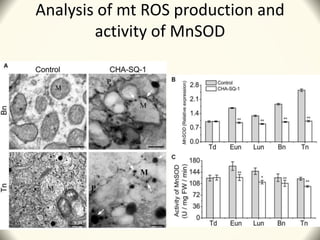Analysis of mt ROS production and
activity of MnSOD
 