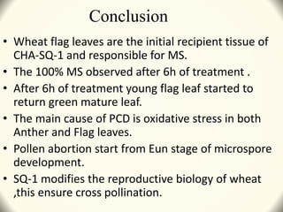 Conclusion
• Wheat flag leaves are the initial recipient tissue of
CHA-SQ-1 and responsible for MS.
• The 100% MS observed after 6h of treatment .
• After 6h of treatment young flag leaf started to
return green mature leaf.
• The main cause of PCD is oxidative stress in both
Anther and Flag leaves.
• Pollen abortion start from Eun stage of microspore
development.
• SQ-1 modifies the reproductive biology of wheat
,this ensure cross pollination.
 
