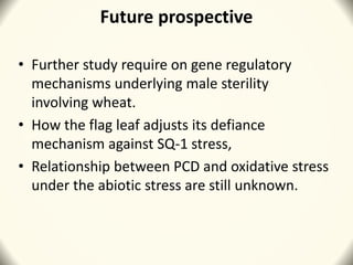 Future prospective
• Further study require on gene regulatory
mechanisms underlying male sterility
involving wheat.
• How the flag leaf adjusts its defiance
mechanism against SQ-1 stress,
• Relationship between PCD and oxidative stress
under the abiotic stress are still unknown.
 