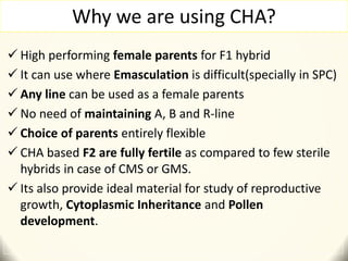 Why we are using CHA?
 High performing female parents for F1 hybrid
 It can use where Emasculation is difficult(specially in SPC)
 Any line can be used as a female parents
 No need of maintaining A, B and R-line
 Choice of parents entirely flexible
 CHA based F2 are fully fertile as compared to few sterile
hybrids in case of CMS or GMS.
 Its also provide ideal material for study of reproductive
growth, Cytoplasmic Inheritance and Pollen
development.
 