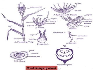 Floral biology of wheat
 