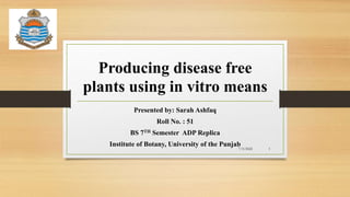 Producing disease free
plants using in vitro means
Presented by: Sarah Ashfaq
Roll No. : 51
BS 7TH Semester ADP Replica
Institute of Botany, University of the Punjab
7/5/2022 1
 