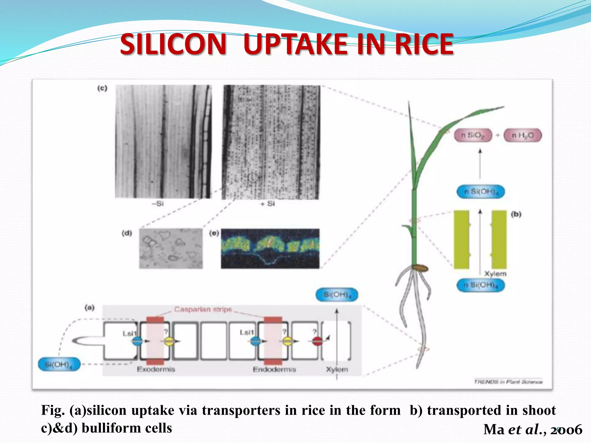 Role of Silicon in Alleviating Biotic and Abiotic Stresses in Plants | PPTX