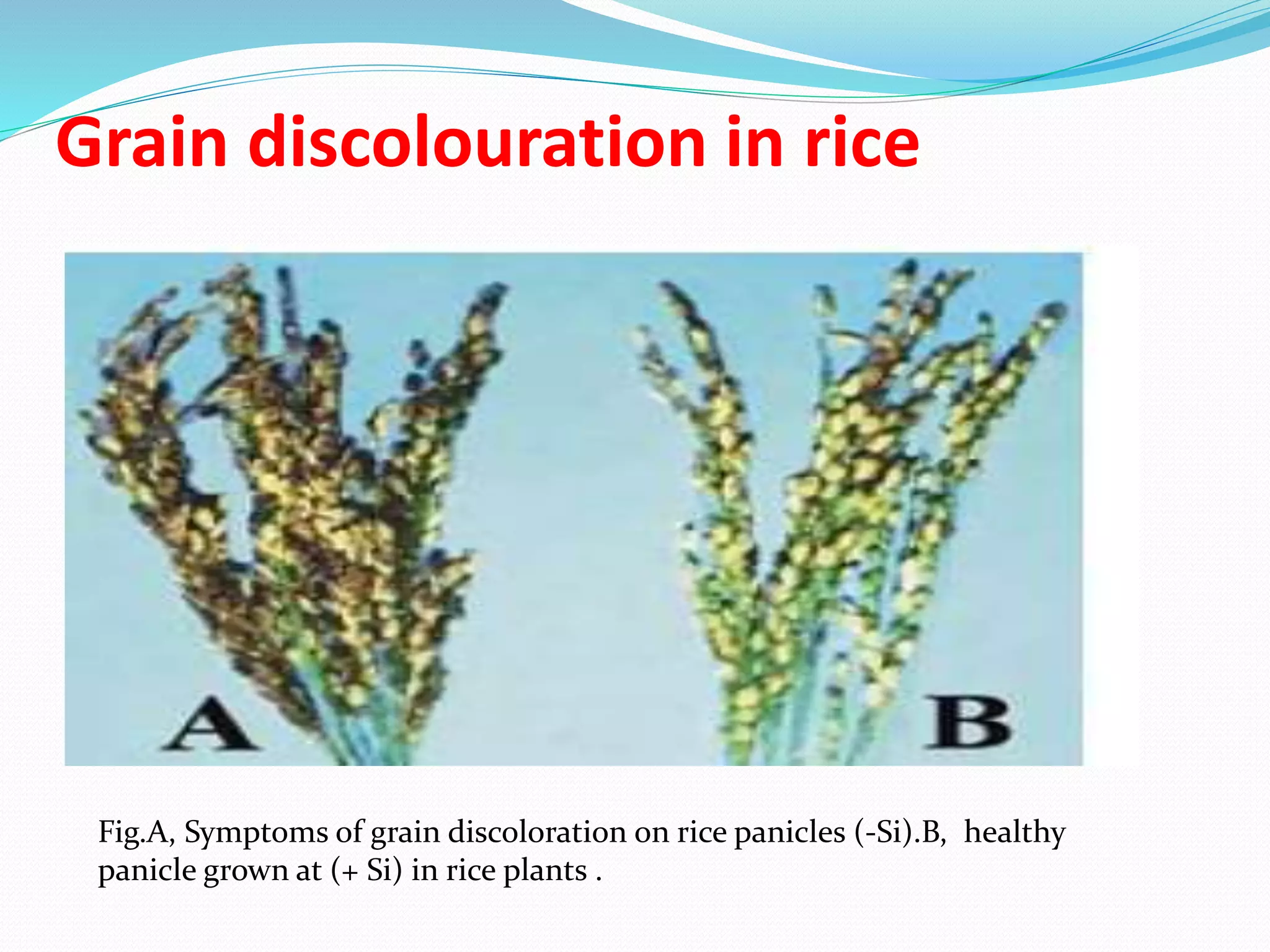 Role of Silicon in Alleviating Biotic and Abiotic Stresses in Plants | PPTX