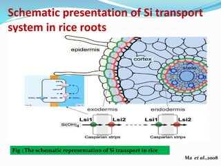 Role of Silicon in Alleviating Biotic and Abiotic Stresses in Plants | PPTX