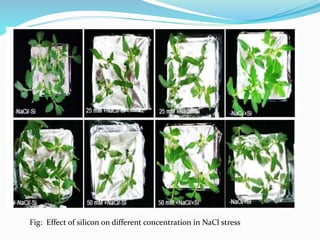 Role of Silicon in Alleviating Biotic and Abiotic Stresses in Plants | PPTX