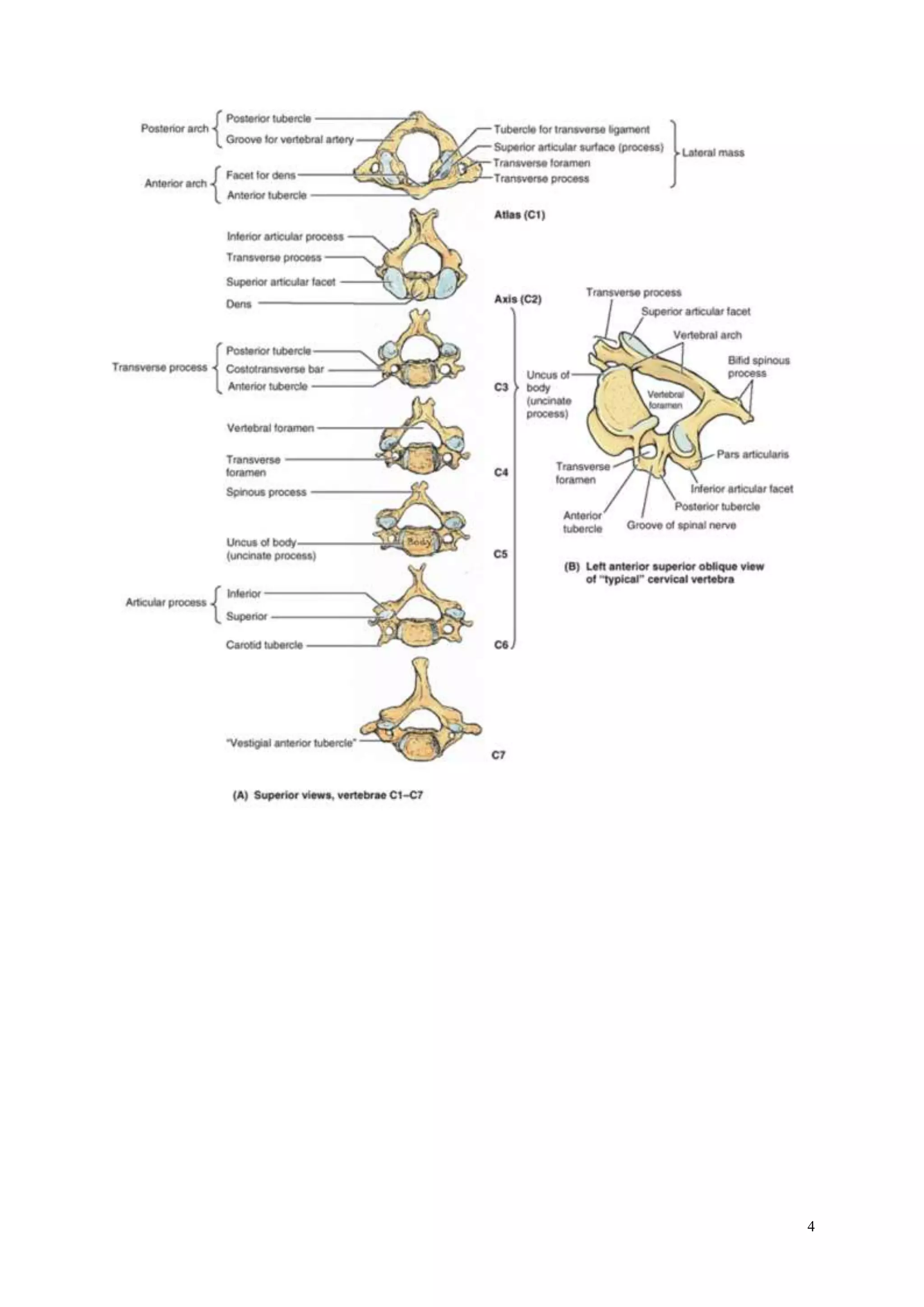 Seminarski vratna-kicma | DOCX