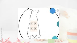 Image showcasing Skin Sensitisation Testing on Guinea Pig (OECD Guideline 406).pptx