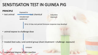 View of Skin Sensitisation Testing on Guinea Pig (OECD Guideline 406).pptx