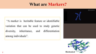 Variability Markers Dna marker in forestry to forest genetic | PPTX