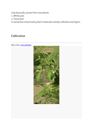 the monsoon climate, during the monsoon season.
Temperatures from 20˚C to 40˚C and relative humidity of 70%–
80% are favourable for successful cultivation. Jute requires 5–
8 cm of rainfall weekly, and more during the sowing time. Soft
water is necessary for the jute production.
1-White jute (Corchorus capsularis)
Historical documents (including Ain-e-Akbari by Abul Fazal in
1590) state that the poor villagers of India used to wear clothes
made of jute. Simple handlooms and hand spinning wheels
were used by the weavers, who used to spin cotton yarns as
well. History also suggests that Indians, especiallyBengalis,
used ropes and twines made of white jute from ancient times
for household and other uses. It is highly functional in carrying
grains or other agricultural products.
2-Tossa jute (Corchorus olitorius)[edit]
Tossa jute (Corchorus olitorius) is a variety thought to be native
to India, and is also the world's top producer. It is grown for
both fibre and culinary purposes. It is used as a herb in Middle
Eastern and African countries, where the leaves are used as an
ingredient in a mucilaginous potherb called "molokhiya, of
uncertain etymology). It is very popular in some Arab countries
such as Egypt, Jordan, and Syria as a soup-based dish,
sometimes with meat over rice or lentils. The Book of Job, in
the King James translation of the Hebrew
Bible "salty", mentions this vegetable potherb as "mallow".
Giving rise to the term Jew's Mallow It is high
in protein, vitamin C, beta-carotene, calcium, and iron.
 