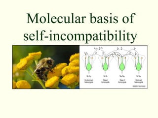Molecular basis of
self-incompatibility
 