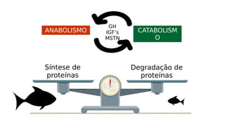 10
Síntese de
proteínas
Degradação de
proteínas
ANABOLISMO CATABOLISM
O
GH
IGF’s
MSTN
 