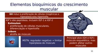 11
Elementos bioquímicos do crescimento
muscular
GH induz à proliferação de células miogênicas e
hiperplasia e/ou hipertrofia
Principal alvo (GH e IGF):
músculo esquelético, mas
podem afetar outros
músculos
MSTN: regulador negativo → limitar
hiperplasia do músculo
IGF’s são peptídeos. Incluem IGF-1 e IGF-2

Estimulam

proliferação de células musculares,
diferenciação e hipertrofia

Inibem

atrofia do músculo
 