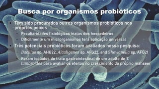 13
Busca por organismos probióticos
● Têm sido procurados outros organismos probióticos nos
próprios peixes
– Peculiaridades fisiológicas inatas dos hospedeiros
– Dificilmente um microrganismos terá aplicação universal
● Três potenciais probióticos foram avaliados nessa pesquisa:
– Bacillus sp. AHG22, Alcaligenes sp. AFG22, and Shewanella sp. AFG21
– Foram isolados do trato gastrointestinal de um adulto de T.
tambroides para avaliar os efeitos no crescimento do próprio mahseer
 