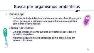 14
Busca por organismos probióticos
●
Bacillus spp
– Isolados do trato intestinal da truta arco-íris, Acanthopagrus
latus, garoupas e principais carpas indianas para usá-los
como probióticos nativos
●
Gênero Shewanella
– Um dos grupos mais frequentes de bactérias isoladas de
intestino de peixes
– Algumas cepas têm sido utilizadas como probióticos em
peixes cultivados
 