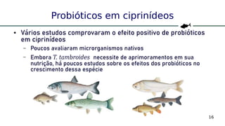 16
Probióticos em ciprinídeos
● Vários estudos comprovaram o efeito positivo de probióticos
em ciprinídeos
– Poucos avaliaram microrganismos nativos
– Embora T. tambroides necessite de aprimoramentos em sua
nutrição, há poucos estudos sobre os efeitos dos probióticos no
crescimento dessa espécie
 