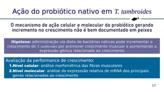 17
Ação do probiótico nativo em T. tambroides
O mecanismo de ação celular e molecular do probiótico gerando
incremento no crescimento não é bem documentado em peixes
Hipótese: administração via dieta de bactérias nativas pode incrementar o
crescimento de T. tambroides por promover crescimento muscuar e aumentando a
expressão gênica relacionada ao crescimento
Avaliação da performance de crescimento:
1.Nível celular: análise morfométrica das fibras musculares
2.Nível molecular: análise da expresssão relativa de mRNA dos principais
genes relacionados ao crescimento
 