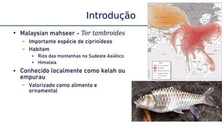 2
Introdução
●
Malaysian mahseer - Tor tambroides
– Importante espécie de ciprinídeos
– Habitam
● Rios das montanhas no Sudeste Asiático
● Himalaia
● Conhecido localmente como kelah ou
empurau
– Valorizado como alimento e
ornamental
 