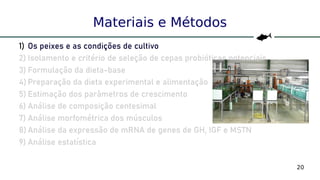 20
Materiais e Métodos
1) Os peixes e as condições de cultivo
2) Isolamento e critério de seleção de cepas probióticas potenciais
3) Formulação da dieta-base
4) Preparação da dieta experimental e alimentação
5) Estimação dos parâmetros de crescimento
6) Análise de composição centesimal
7) Análise morfométrica dos músculos
8) Análise da expressão de mRNA de genes de GH, IGF e MSTN
9) Análise estatística
 