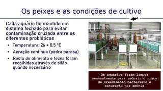 22
Os peixes e as condições de cultivo
Cada aquário foi mantido em
sistema fechado para evitar
contaminação cruzada entre os
diferentes probióticos
● Temperatura: 26 ± 0.5 °C
● Aeração contínua (pedra porosa)
● Resto de alimento e fezes foram
recolhidas através de sifão
quando necessário
Os aquários foram limpos
semanalmente para reduzir o risco
de crescimento bacteriano e
saturação por amônia
 