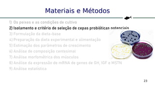 23
Materiais e Métodos
1) Os peixes e as condições de cultivo
2) Isolamento e critério de seleção de cepas probióticas potenciais
3) Formulação da dieta-base
4) Preparação da dieta experimental e alimentação
5) Estimação dos parâmetros de crescimento
6) Análise de composição centesimal
7) Análise morfométrica dos músculos
8) Análise da expressão de mRNA de genes de GH, IGF e MSTN
9) Análise estatística
 