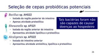 26
Seleção de cepas probióticas potenciais
●
Bacillus sp. AHG22
– Isolado da região posterior do intestino
– Apenas atividade proteolítica
●
Shewanella sp. AFG21
– Isolada da região anterior do intestino
– Apresentou atividade lipolítica e proteolítica
●
Alcaligenes sp. AFG22
– Isolada do intestino anterior
– Apresentou atividade amilolítica, lipolítica e proteolítica
Tais bactérias foram não
são capazes de causar
doenças ao hospedeiro
 