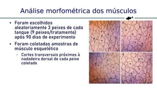 37
Análise morfométrica dos músculos
● Foram escolhidos
aleatoriamente 3 peixes de cada
tanque (9 peixes/tratamento)
após 90 dias de experimento
● Foram coletadas amostras de
músculo esquelético
– Cortes transversais próximos à
nadadeira dorsal de cada peixe
coletado
 