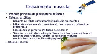 4
Crescimento muscular
● Produto principal da piscicultura: músculo
● Células satélites
– Conjunto de células precursoras miogênicas quiescentes
– Influenciam diretamente o crescimento dos teleósteos: ativação e
proliferação
– Localizadas na periferia das fibras musculares¹
– Seus núcleos são absorvidos por fibas existentes que aumentam em
tamanho (hipertrofia) ou fundem-se formando miotubos
multinucleados e novas fibras (hiperplasia)
1 - Johnston et al., 2009
 