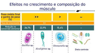41
Efeitos no crescimento e composição do
músculo
Peso médio final
e ganho de peso
(%)
Alcaligenes sp.
Bacillus sp. Shewanella sp.
Dieta controle
>> > –
Taxa de crescimento >> –
Redução na
conversão alimentar 26,7% 22,9% 15,4% –
 