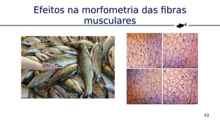 43
Efeitos na morfometria das fibras
musculares
 