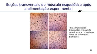 44
Seções transversais de músculo esquelético após
a alimentação experimental
Fibras musculares
distribuídas em padrão
mosaico caracterizado por
fibras de diferentes
diâmetros
 