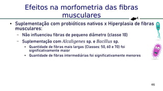 46
Efeitos na morfometria das fibras
musculares
● Suplementação com probióticos nativos x Hiperplasia de fibras
musculares:
– Não influenciou fibras de pequeno diâmetro (classe 10)
– Suplementação com Alcaligenes sp. e Bacillus sp.
● Quantidade de fibras mais largas (Classes: 50, 60 e 70) foi
significativamente maior
● Quantidade de fibras intermediárias foi significativamente menores
 