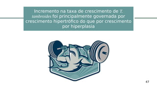 47
Incremento na taxa de crescimento de T.
tambroides foi principalmente governada por
crescimento hipertrófico do que por crescimento
por hiperplasia
 
