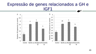 49
Expressão de genes relacionados a GH e
IGF1
 