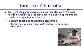 52
Uso de probióticos nativos
● Têm ganhado popularidade em anos recentes como fonte de
micróbios benéficos à indústria habitualmente dependente do
uso de microrganismos terrestres
● Possuem benefícios semelhates aos demais
– Podem incrementar o crescimento e bem estar de animais
cultivados
 