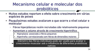 54
Mecanismo celular e molecular dos
probióticos
● Muitos estudos reportam o efeito sobre crescimento em várias
espécies de peixes
● Pouquíssimos estudos avaliaram o que ocorre a nível celular e
molecular
– Fibras hiperplásicas recém recrutadas são relativamente pequenas
– Aumentam o volume através de crescimento hipertrófico
● Hiperplasia: associada a fibras pequenas
● Hipertrofia: correlacionada com fibras de dimensões maiores
Diâmetro das fibras individuais pode ser usado para avaliar o
crescimento muscular sob a influência de diferentes probióticos
nativos
 